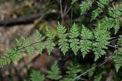 Cheilanthes