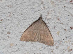 Pechipogo strigilata