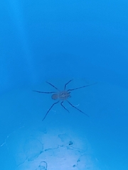 Araneae