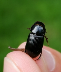 Acrossus rufipes