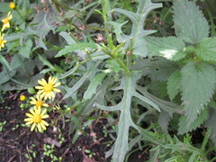 Senecio squalidus
