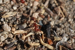 Pogonomyrmex californicus