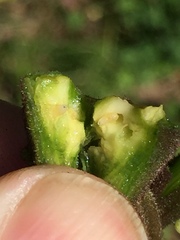 Procecidochares utilis