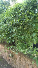 Clematis recta