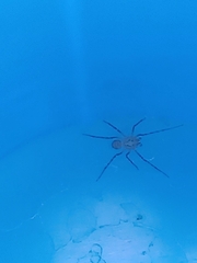 Araneae