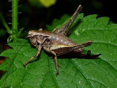 Pholidoptera griseoaptera