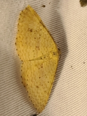 Epicyme rubropunctaria