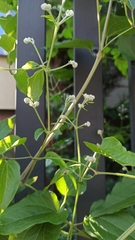 Clematis recta