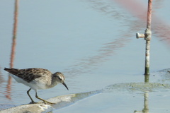 Calidris subminuta