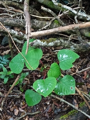 Homalanthus populifolius