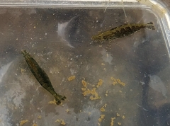 Neocaridina denticulata
