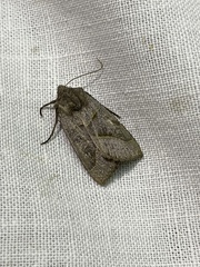 Mesogona oxalina