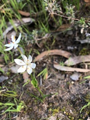 Wurmbea dioica
