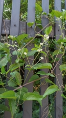 Clematis recta