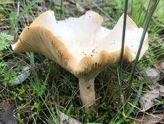 Agaricales