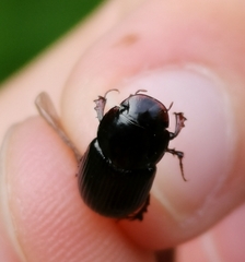 Acrossus rufipes