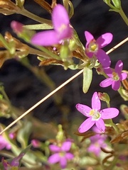 Zeltnera muehlenbergii