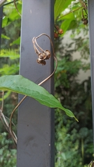 Clematis recta
