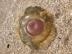 Cotylorhiza tuberculata