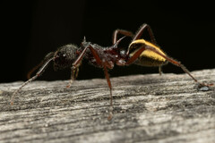 Dolichoderus extensispinus