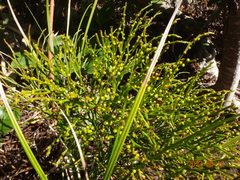 Psilotum nudum