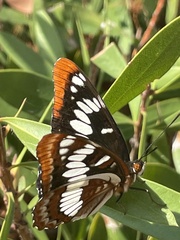 Limenitis lorquini