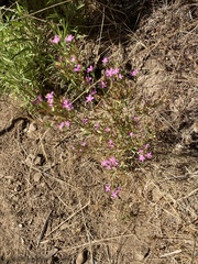 Zeltnera muehlenbergii