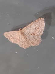 Epicyme rubropunctaria