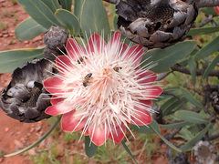 Protea caffra caffra