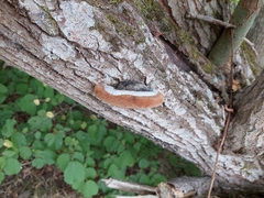 Phellinus igniarius