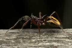 Dolichoderus extensispinus