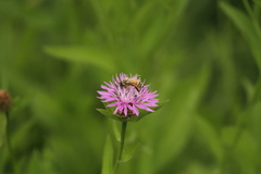 Centaurea