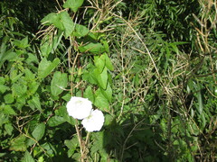 Calystegia sepium