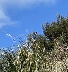 Hirundo neoxena