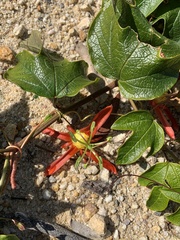Passiflora cinnabarina
