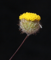 Asteridea athrixioides