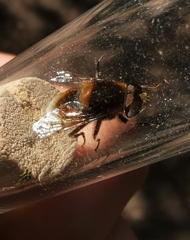 Eristalis intricaria