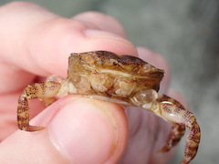 Hemigrapsus sanguineus