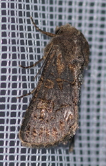 Tholera cespitis