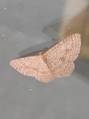 Epicyme rubropunctaria