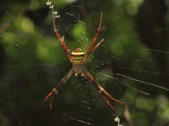 Argiope anasuja