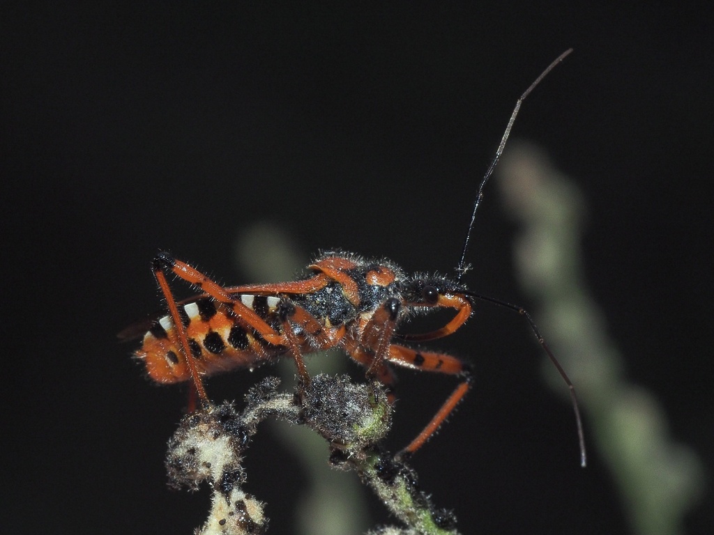 Rhynocoris iracundus