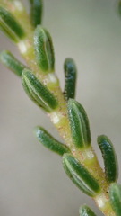 Erica spectabilis