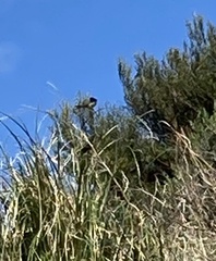 Hirundo neoxena