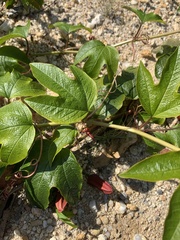 Passiflora cinnabarina