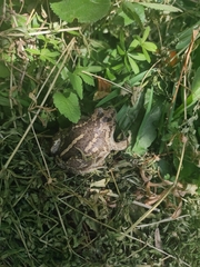 Pelobates vespertinus