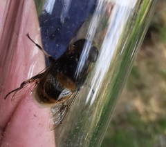 Eristalis intricaria