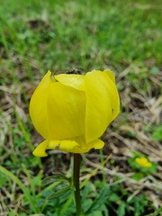 Trollius europaeus