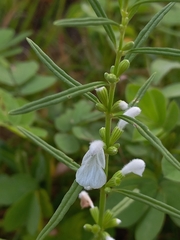Leucas longifolia