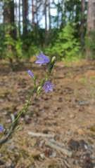 Campanula